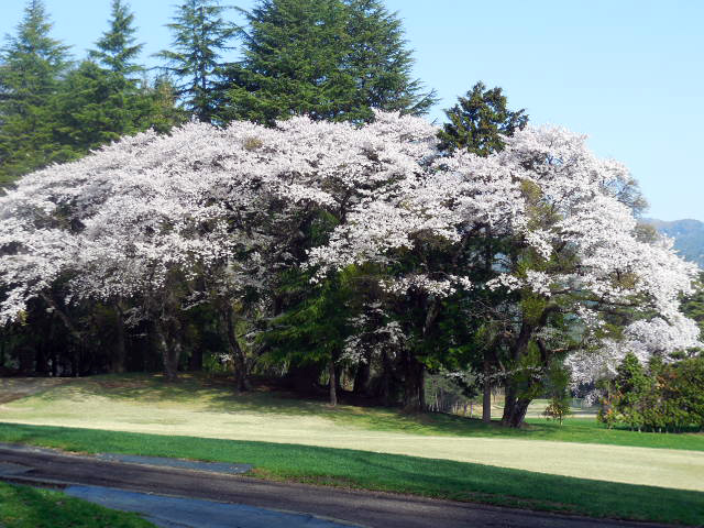 ゴルフ場の見事な桜